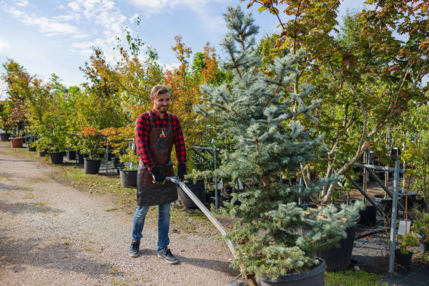 Best Tree Cutting Near Me  in USA